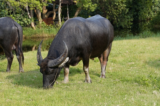 Muang Boran-2013-258